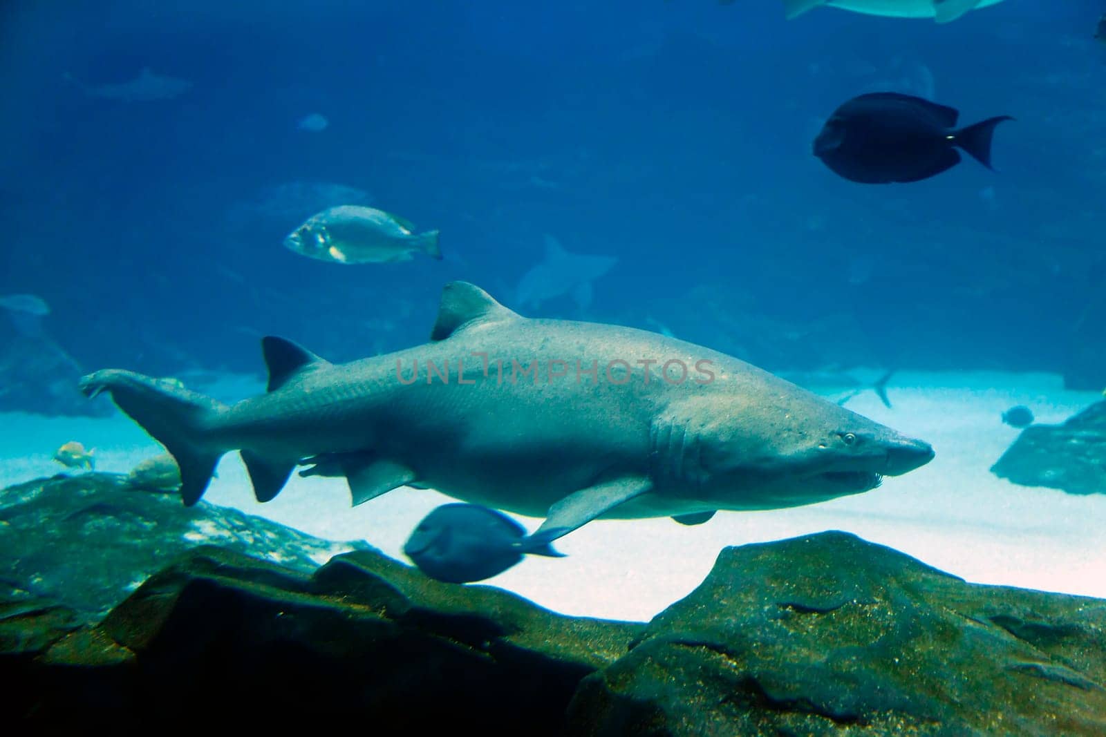 Underwater image of tiger shark and fish