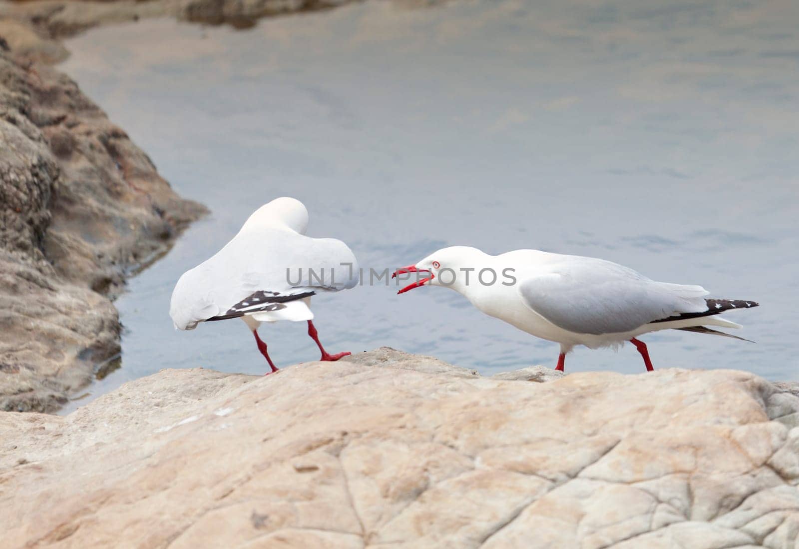 A Red-Billed Gull tries to chase away a competitor on a shore in New Zealand
