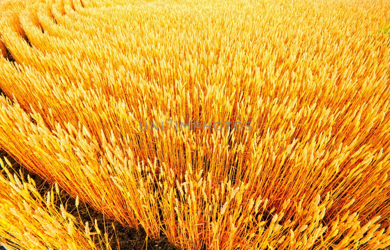 Rows of wheat at a farm in rural Indiana