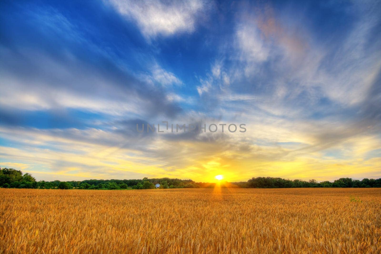 Scenic country landscape with wheat field at sunset. HDR image