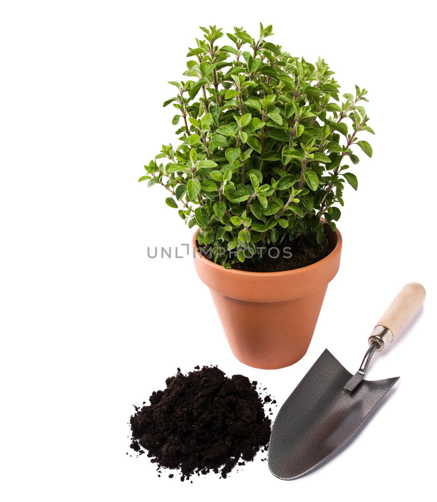 Fresh oregano herb in pot with soil and spade isolated