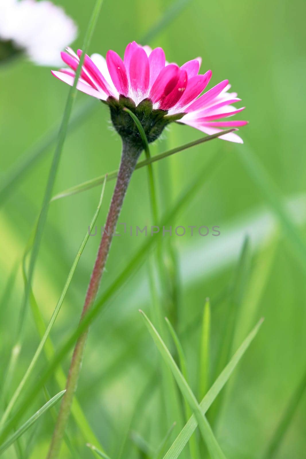 Spring - The Pink Daisy