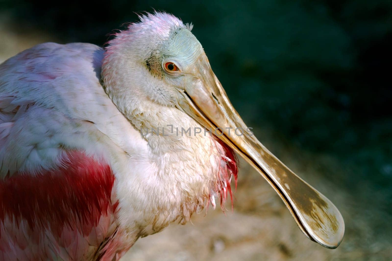 Roseate Spoonbill Portrait of a Roseate Spoonbill, (Ajaja ajaja)