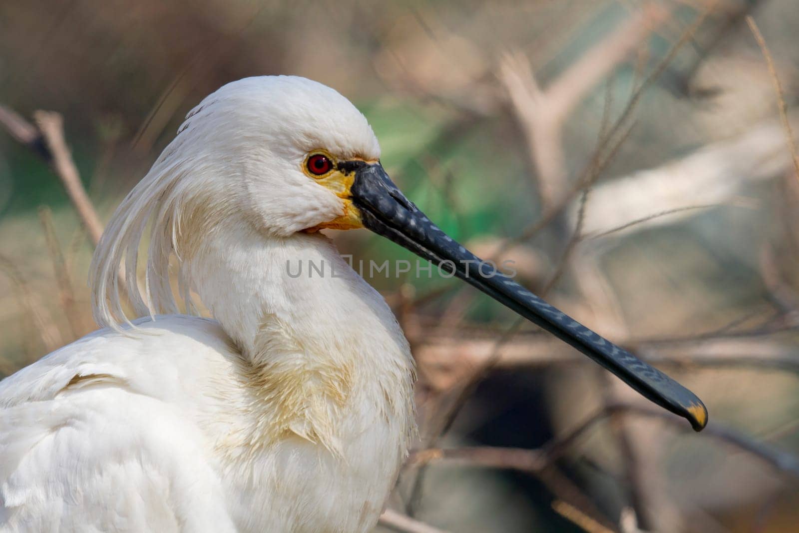 Common Spoonbill - Platalea leucorodia