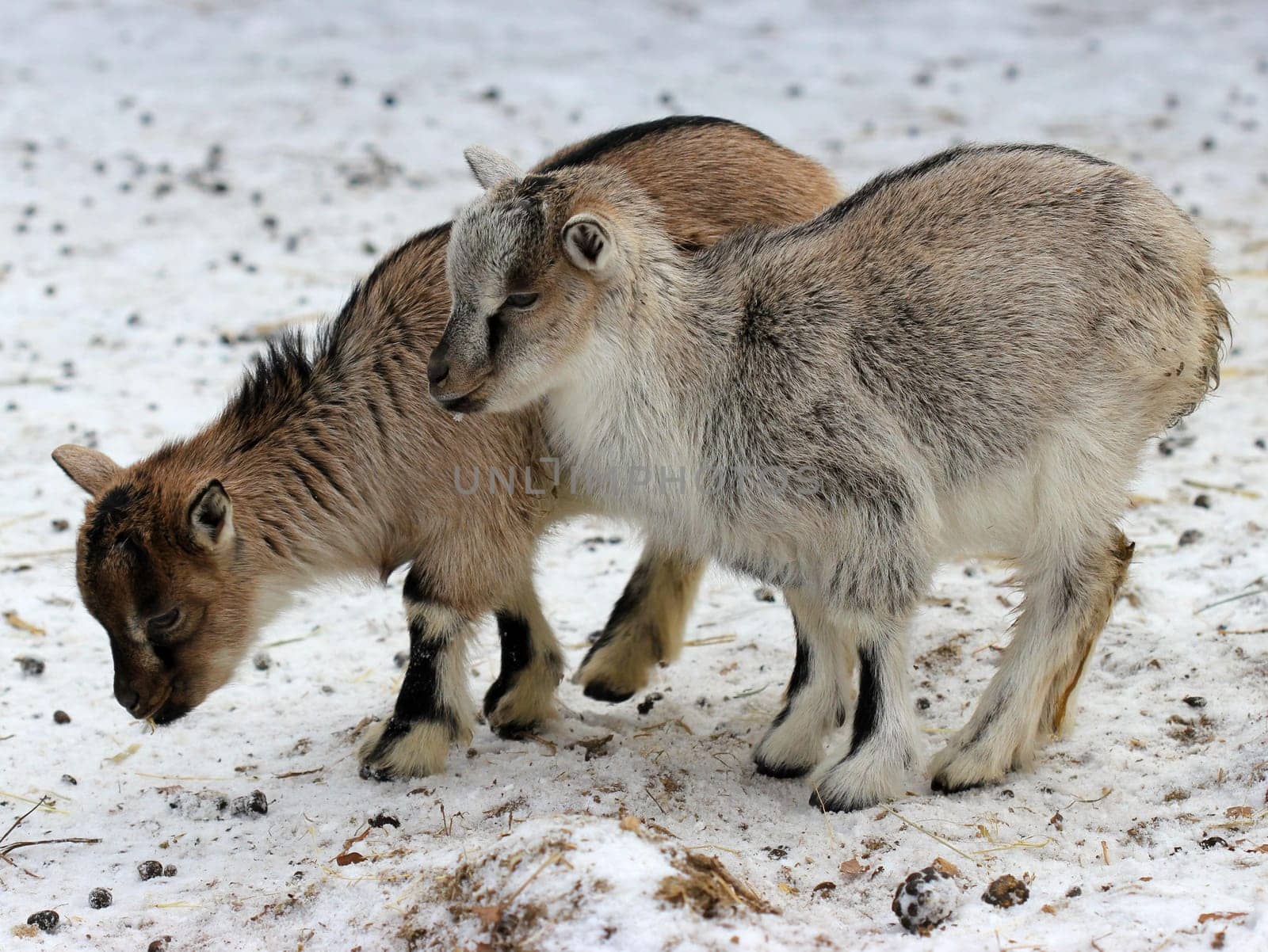 Two dwarf goat cubs in the wintry Sababurg Zoo