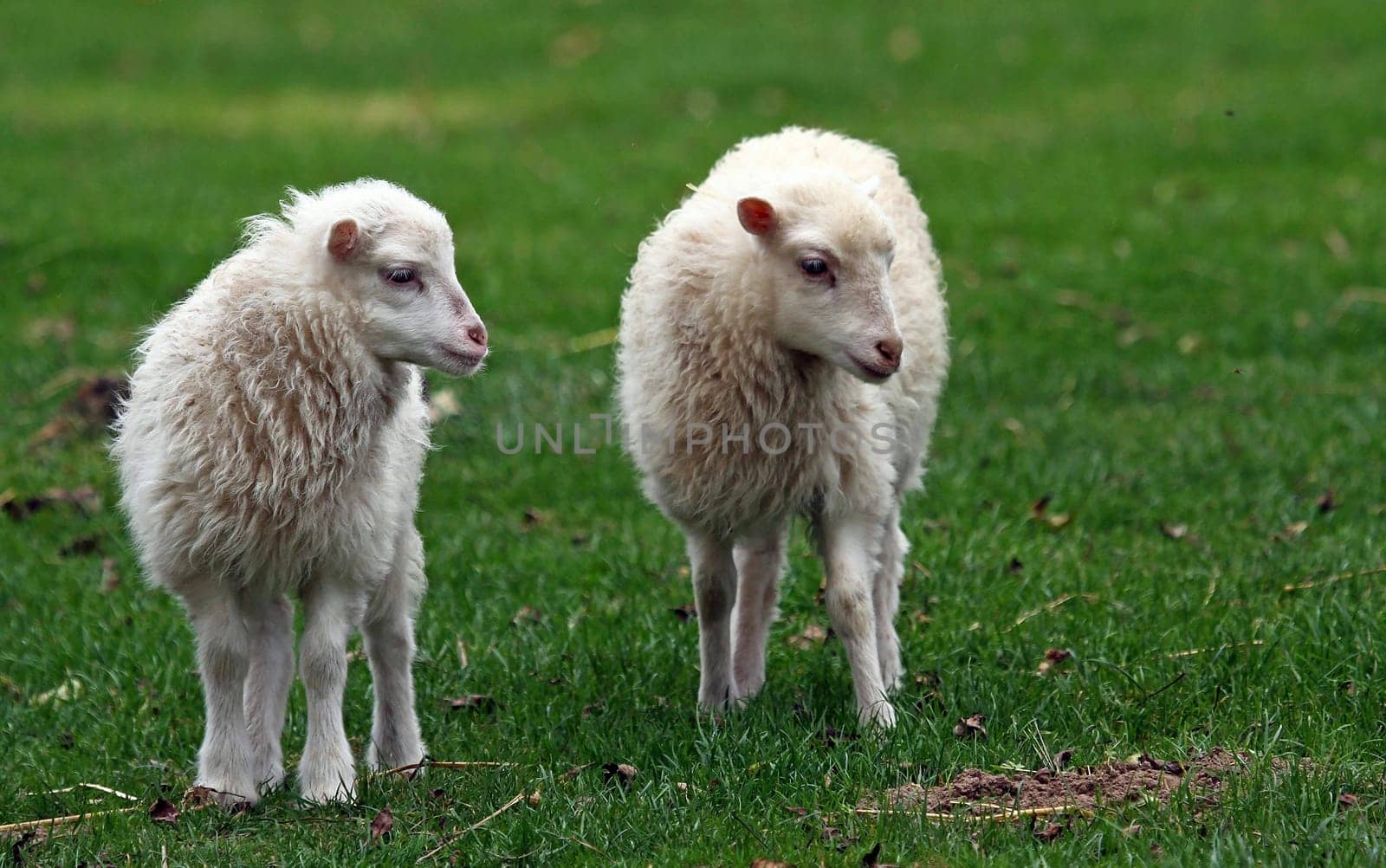 Sheep
