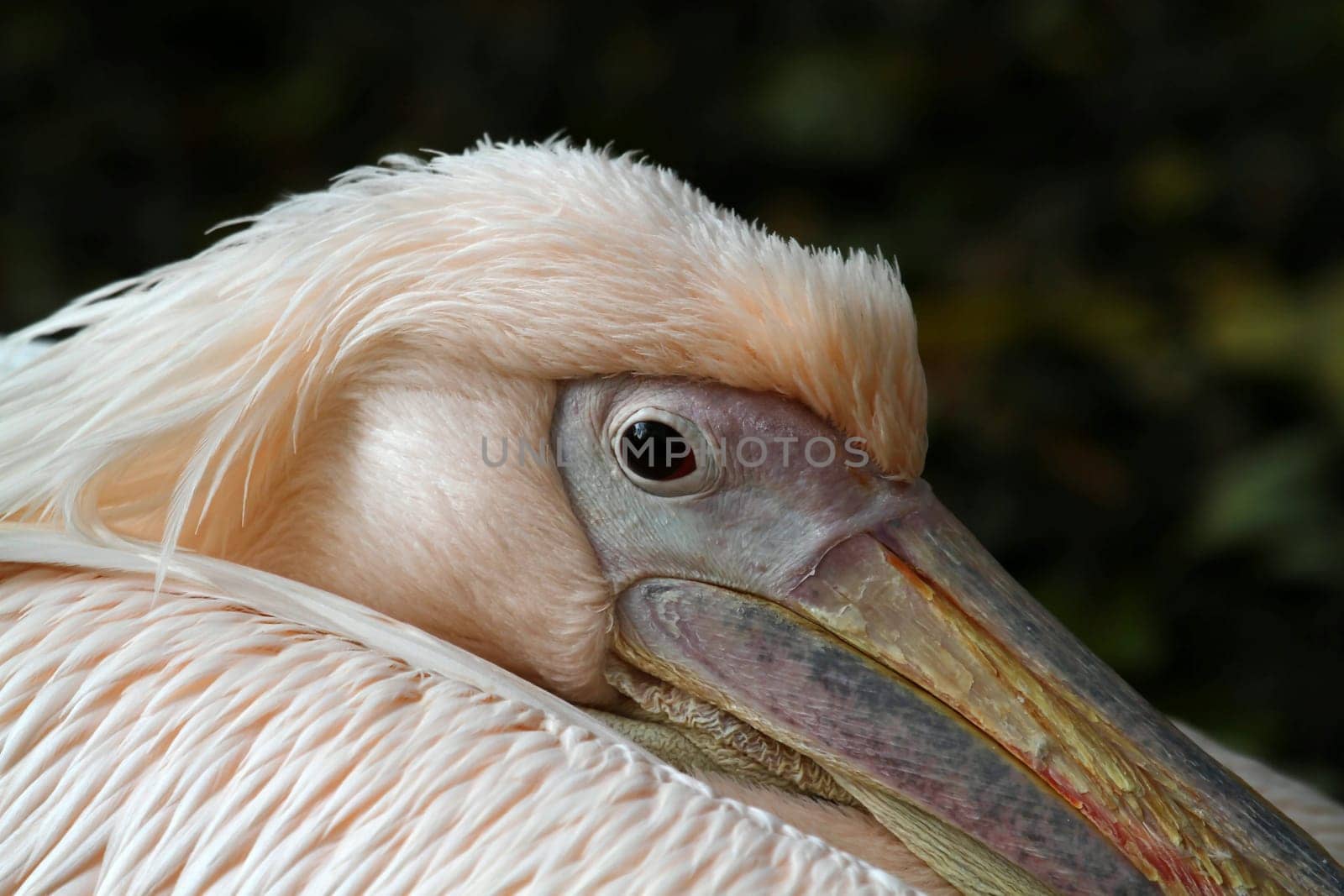 PelikanPortrait
