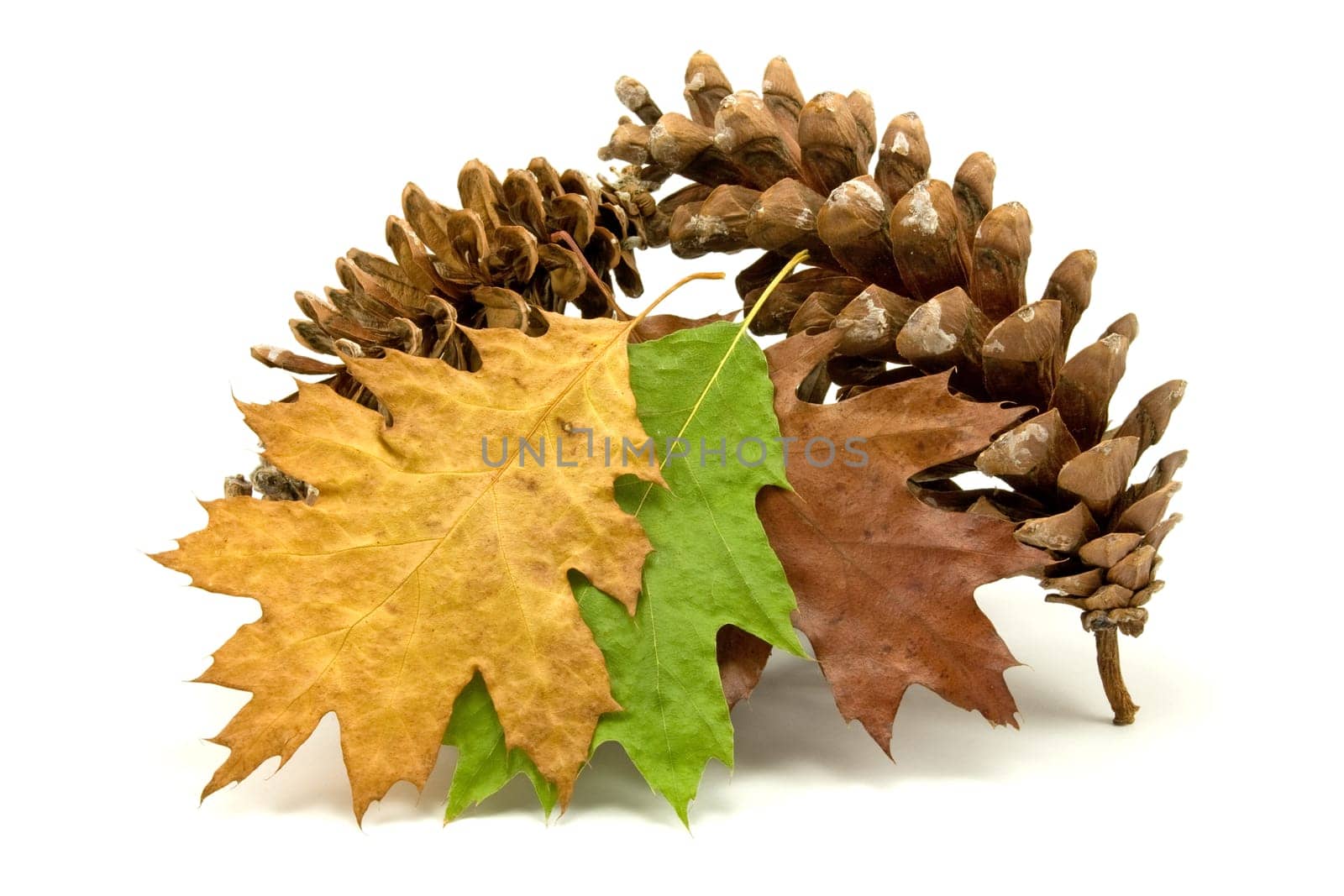 fallen leaves and pine cones on white background