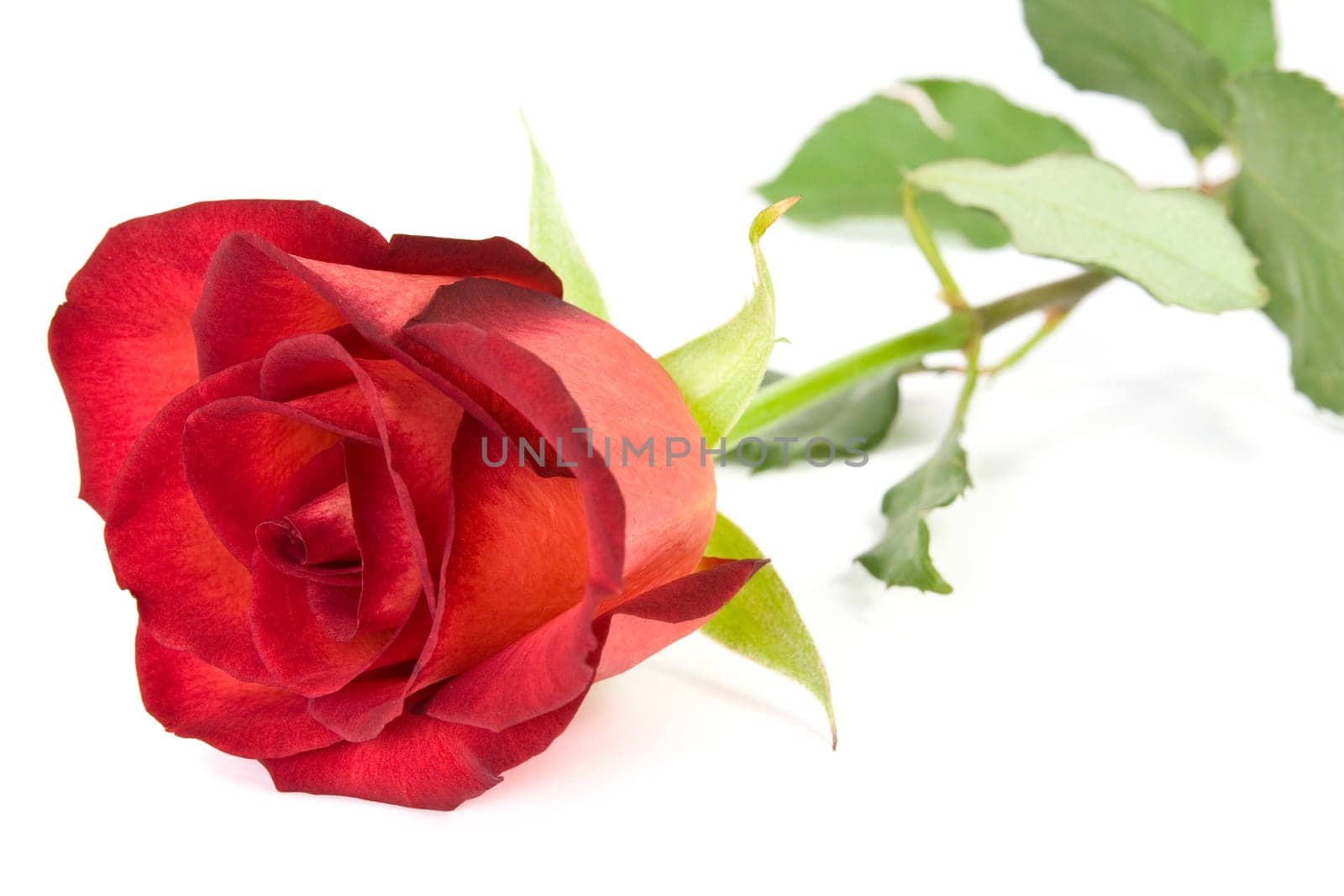 beautiful red rose isolated on white background