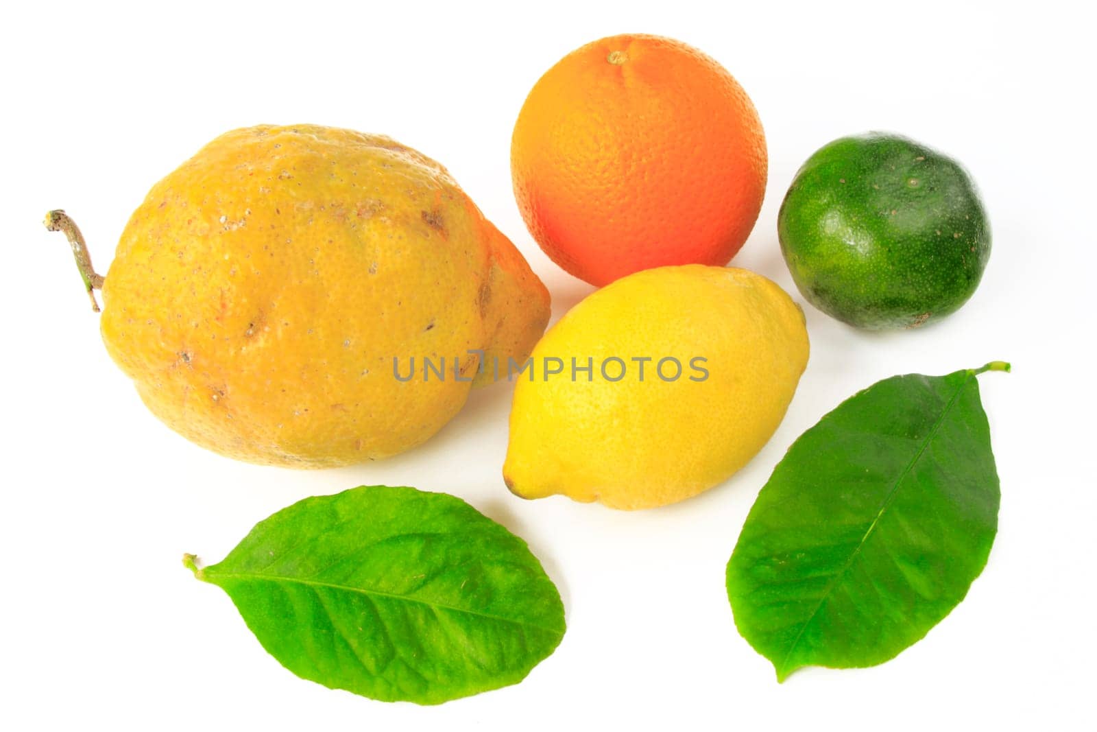 Citrus fruits