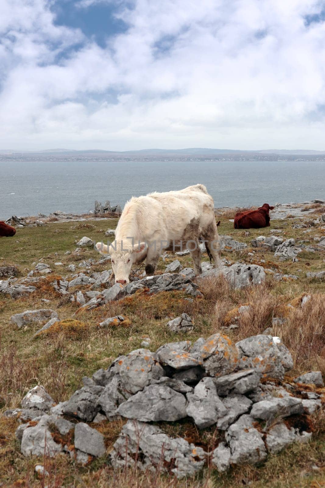cattle grazing on the rocky lanscape of the burren in county clare ireland