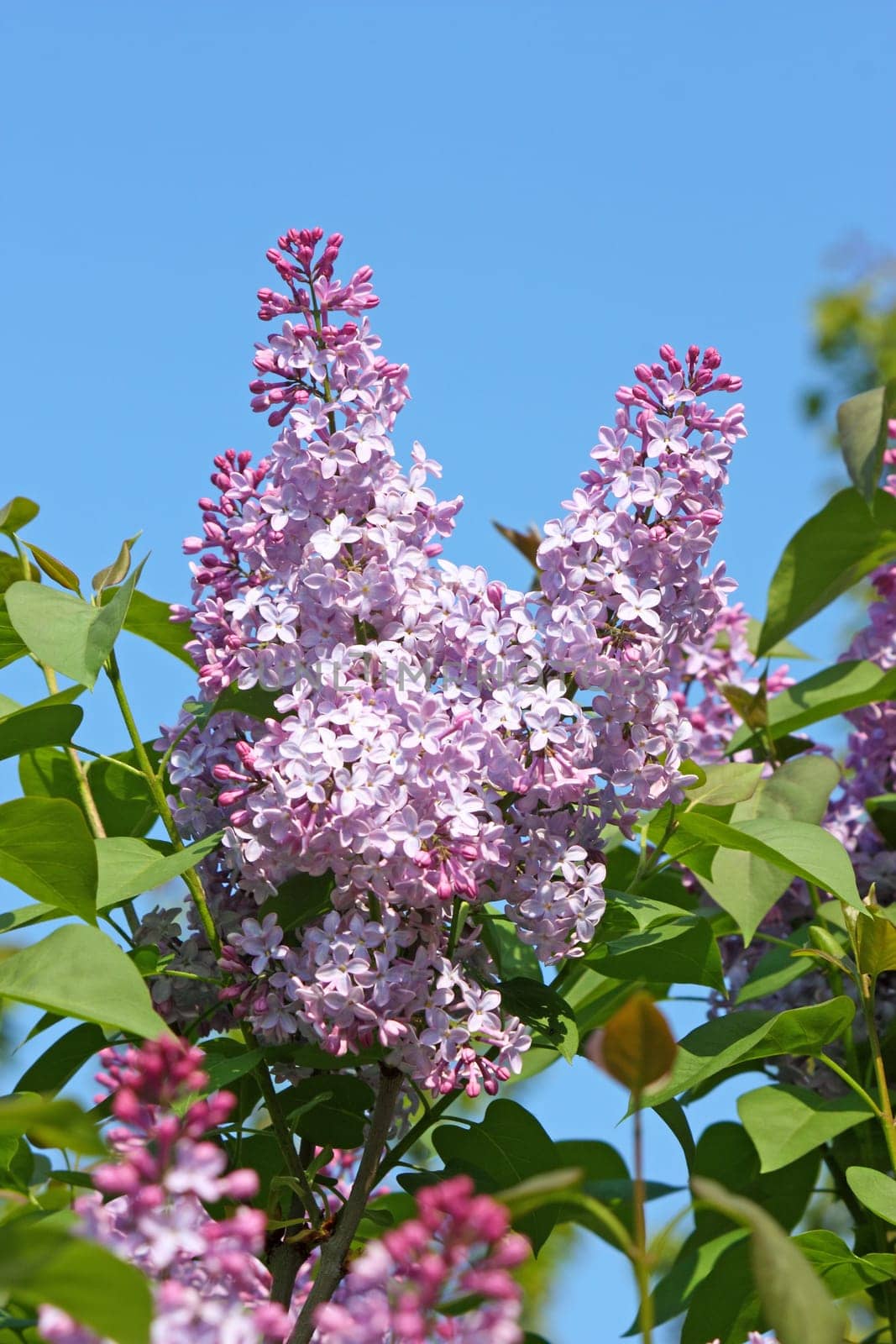 flower of lilac in sunny spring day