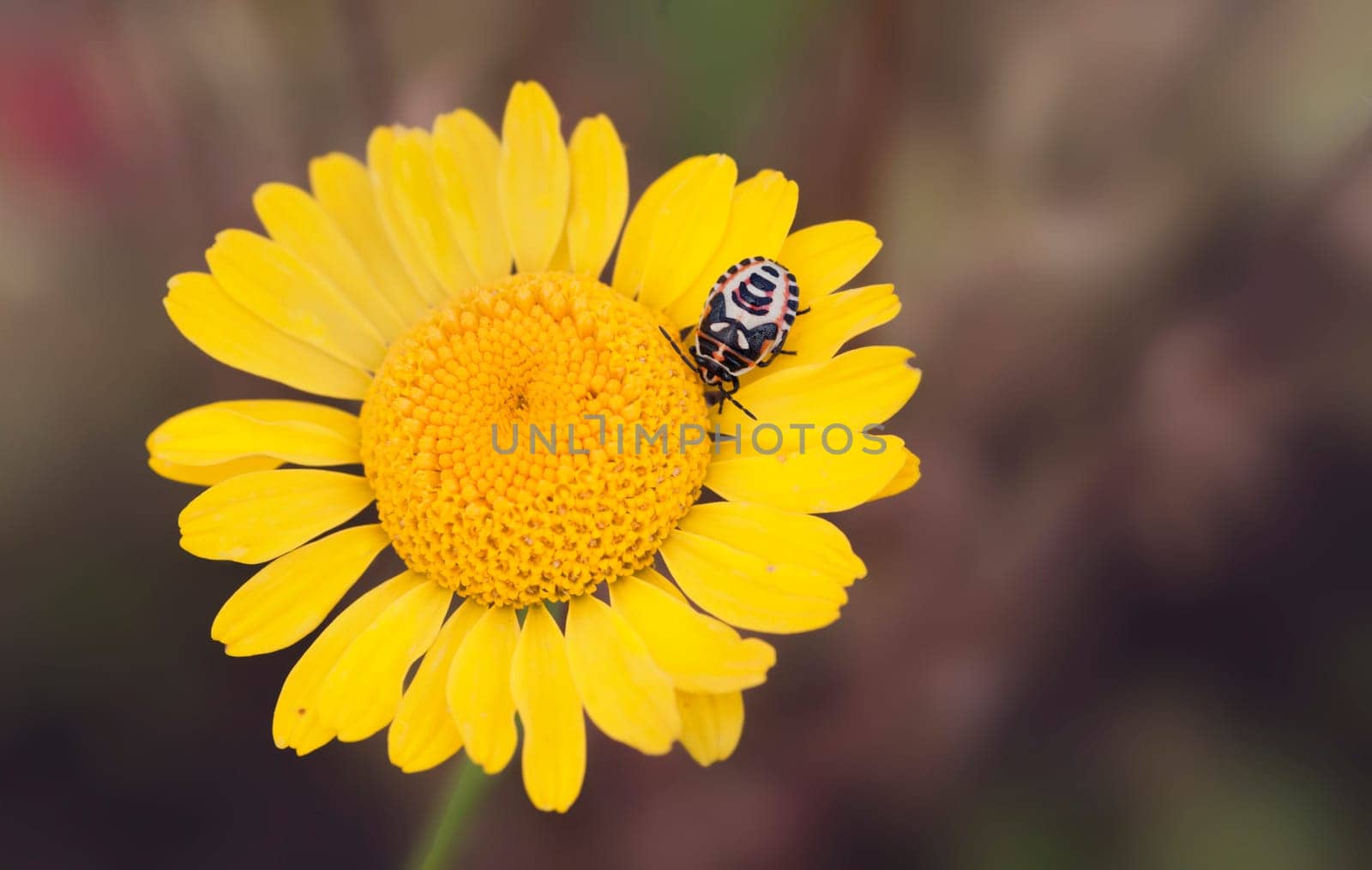 Flower of the willow-leaved oxeye with cabbage bug larva