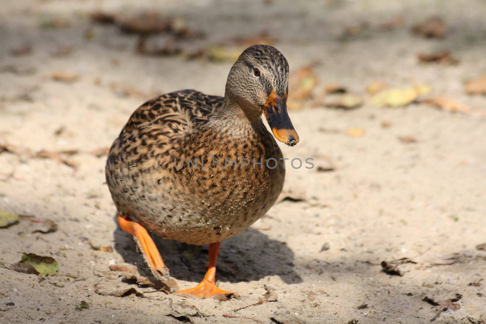Mallard