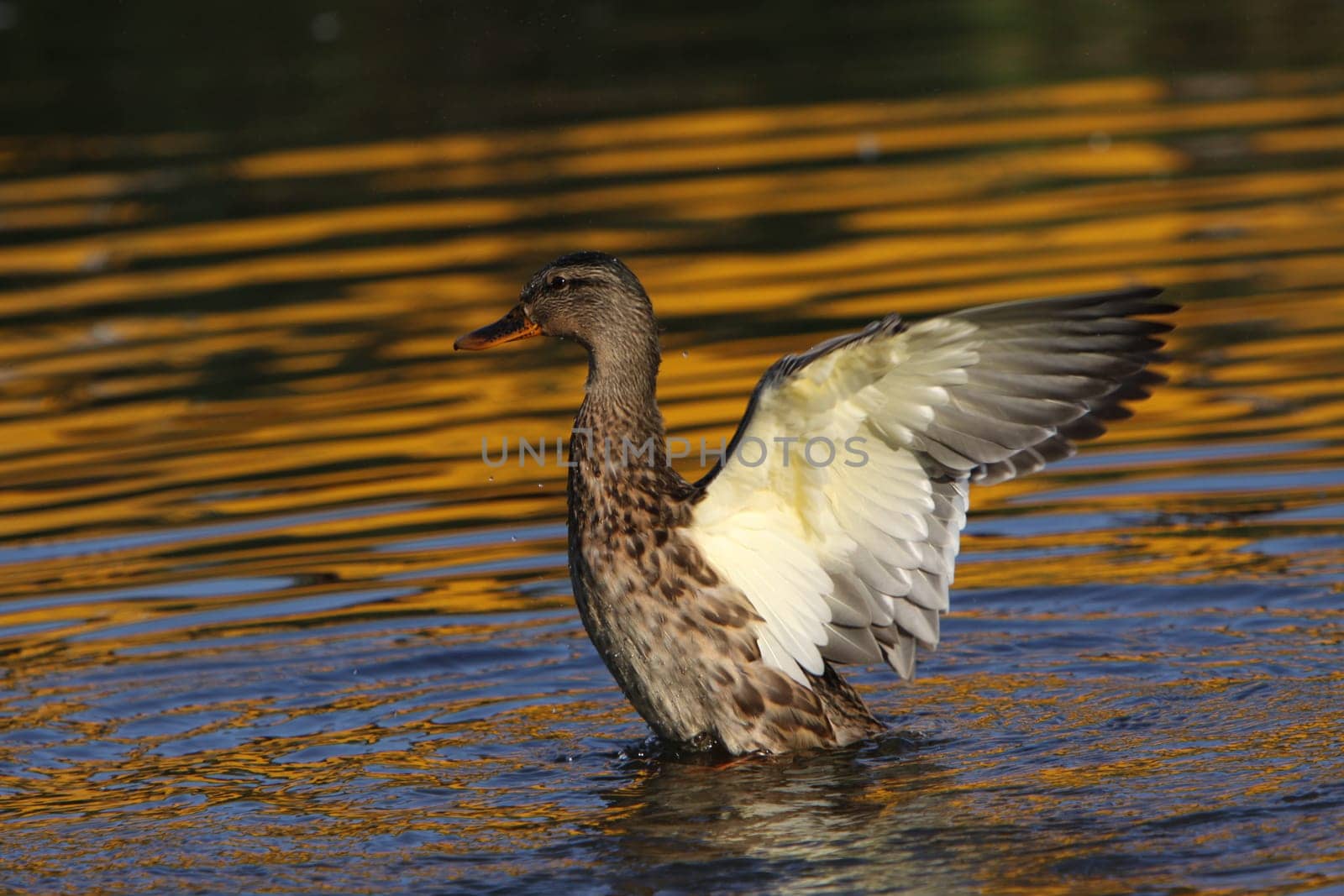 Mallard flapping its wings