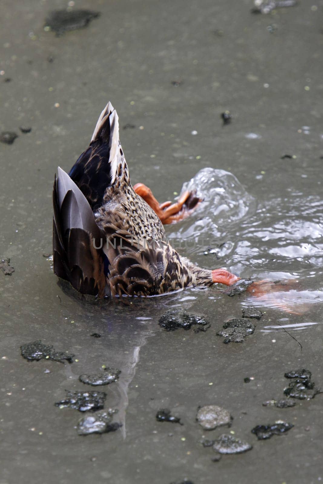 Grounding mallard