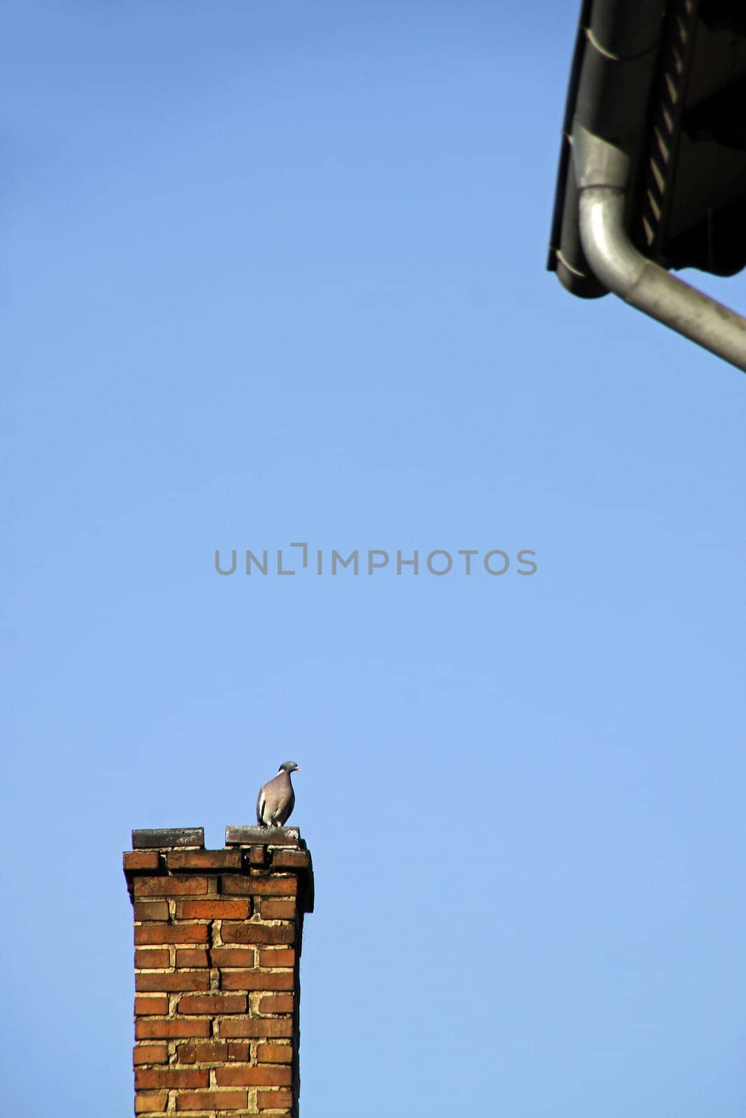 Pigeon on a chimney