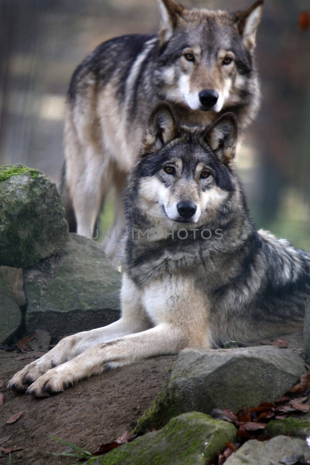 Timber Wolves