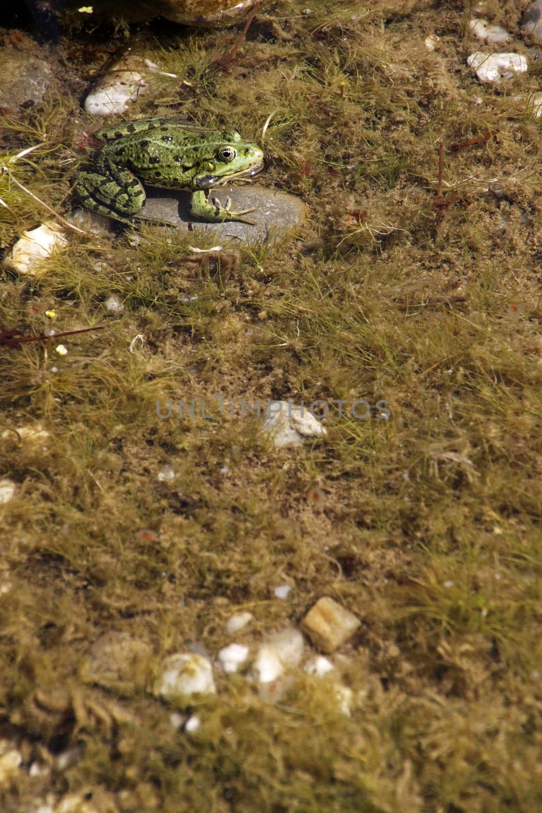 Common water frog