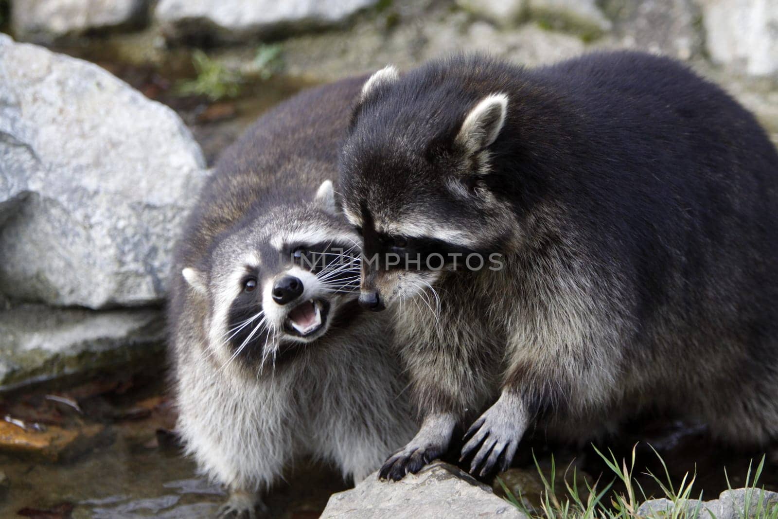 Raccoons