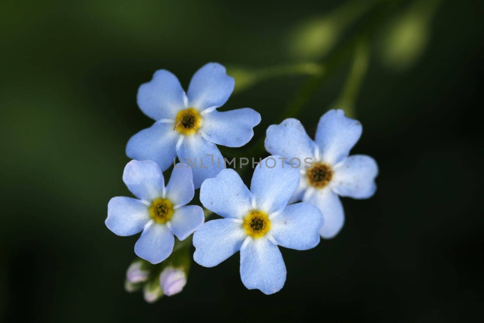 Forest forget-me-nots