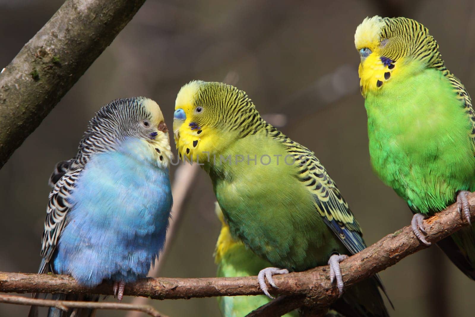 Budgerigar