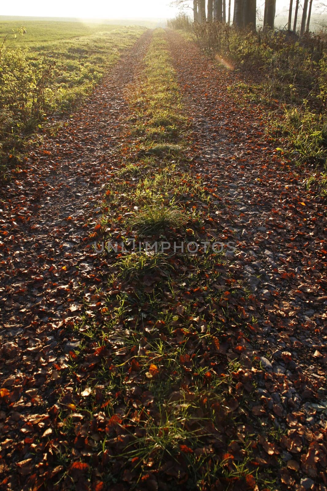 Forest path into the light