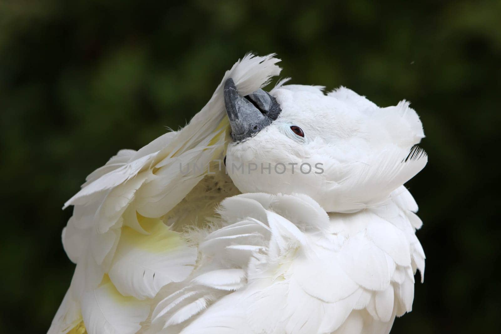 Umbrella cockatoo