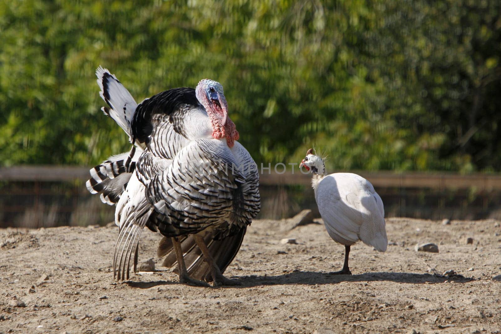 Turkey courting a guinea fowl