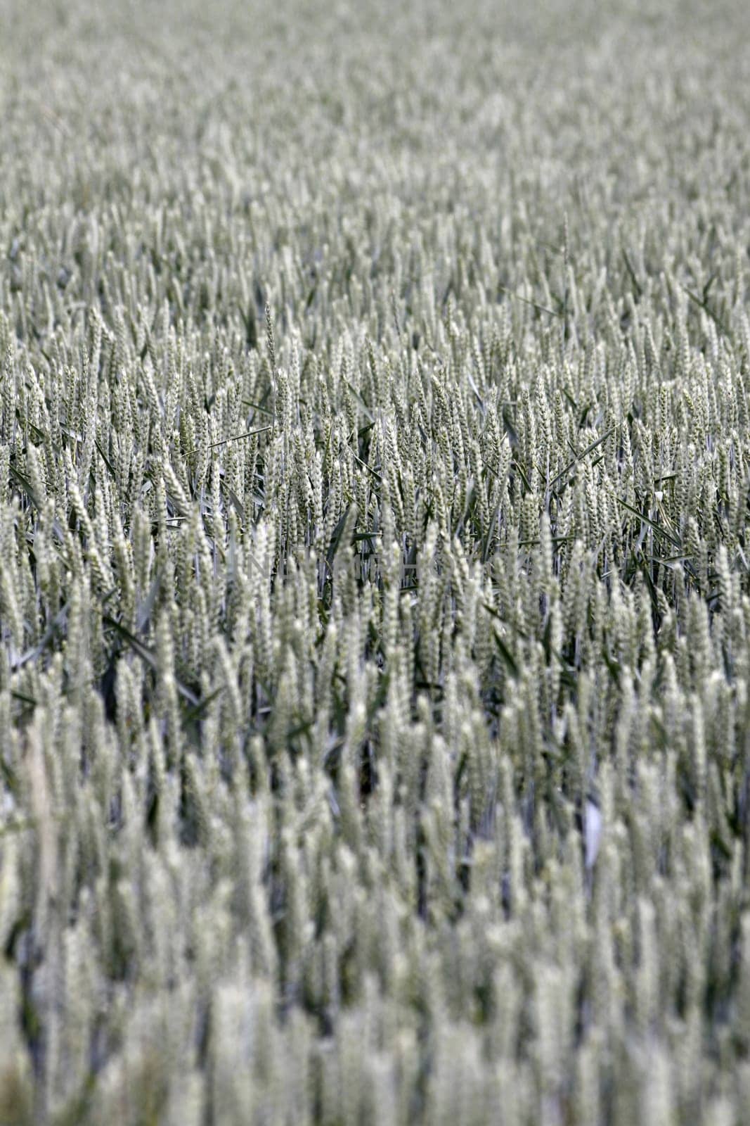 Field of unripe wheat