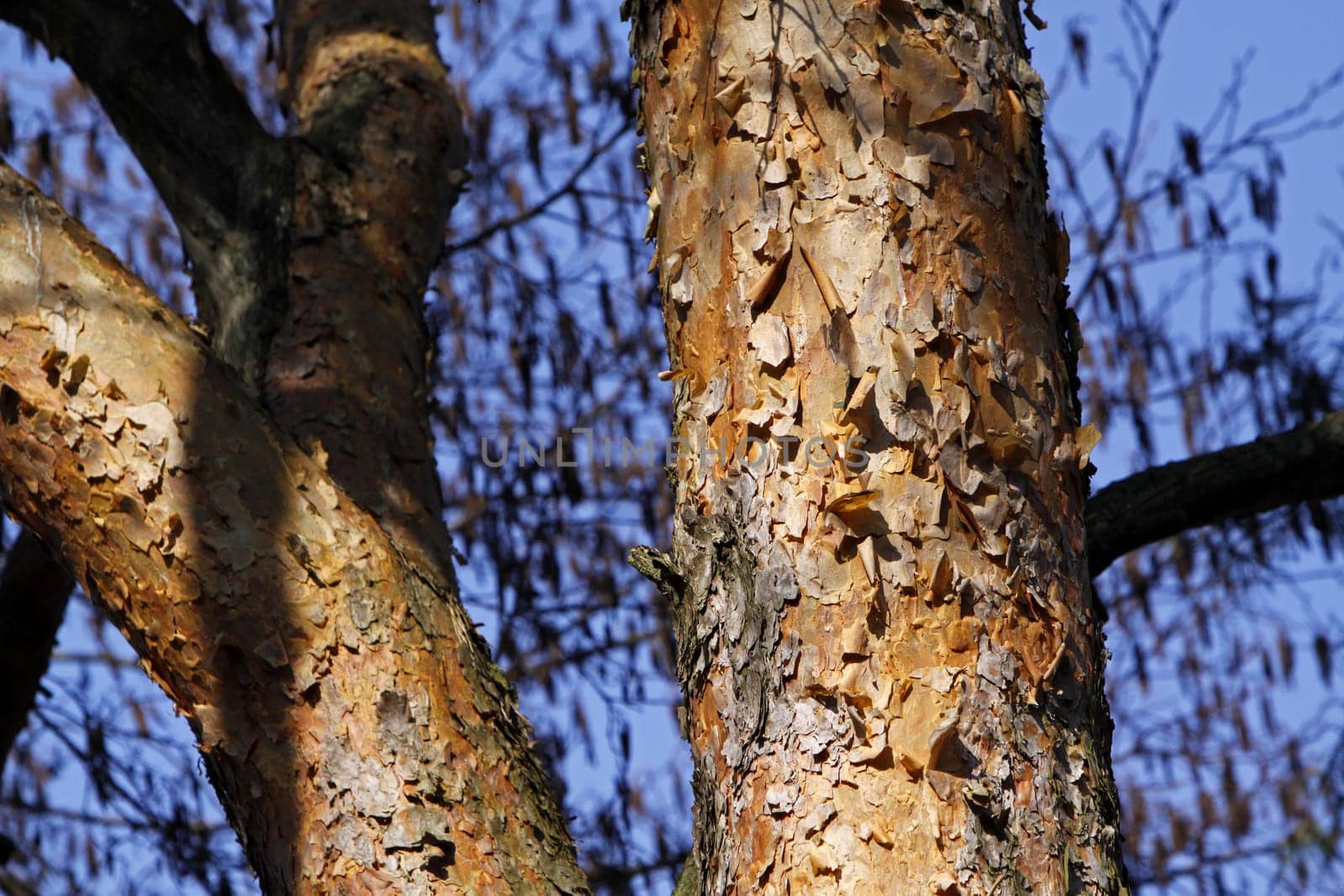 Scots pine (bark)