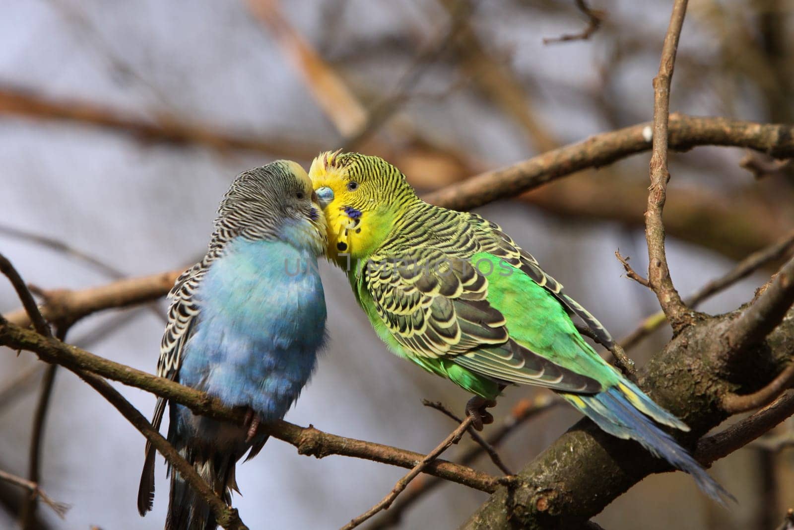 Budgerigar