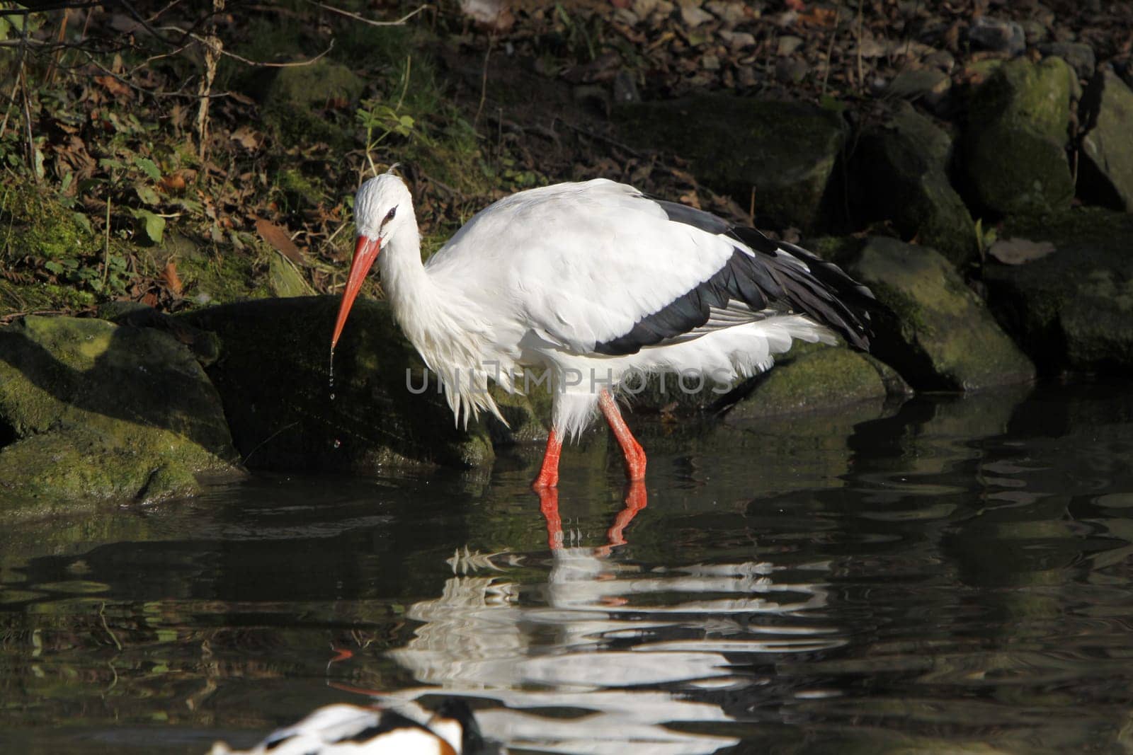 White stork in the water