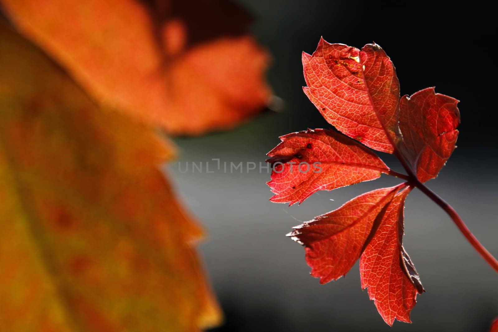 Autumnal vine leaves in the backlight