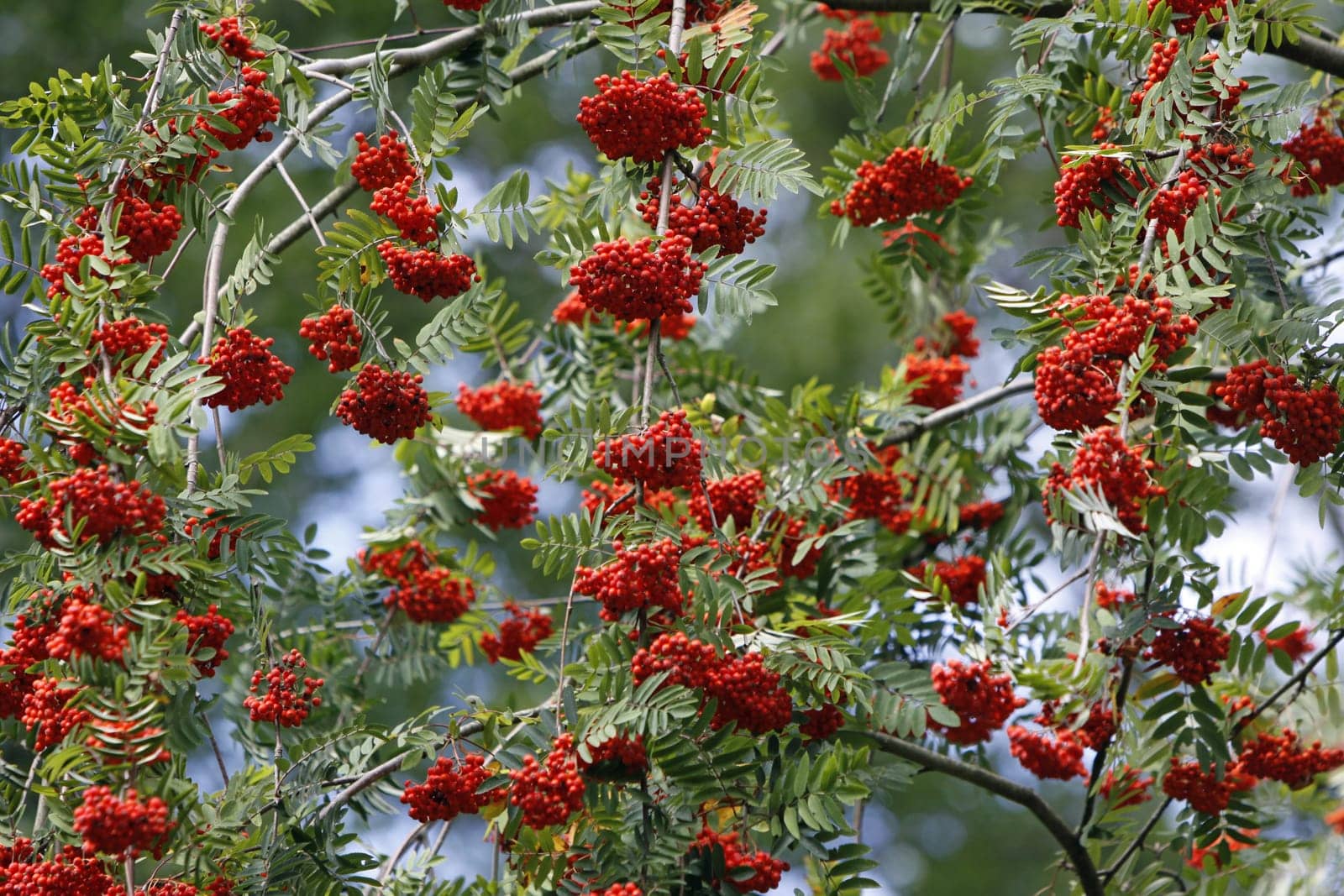 Rowan berries (mountain ash)