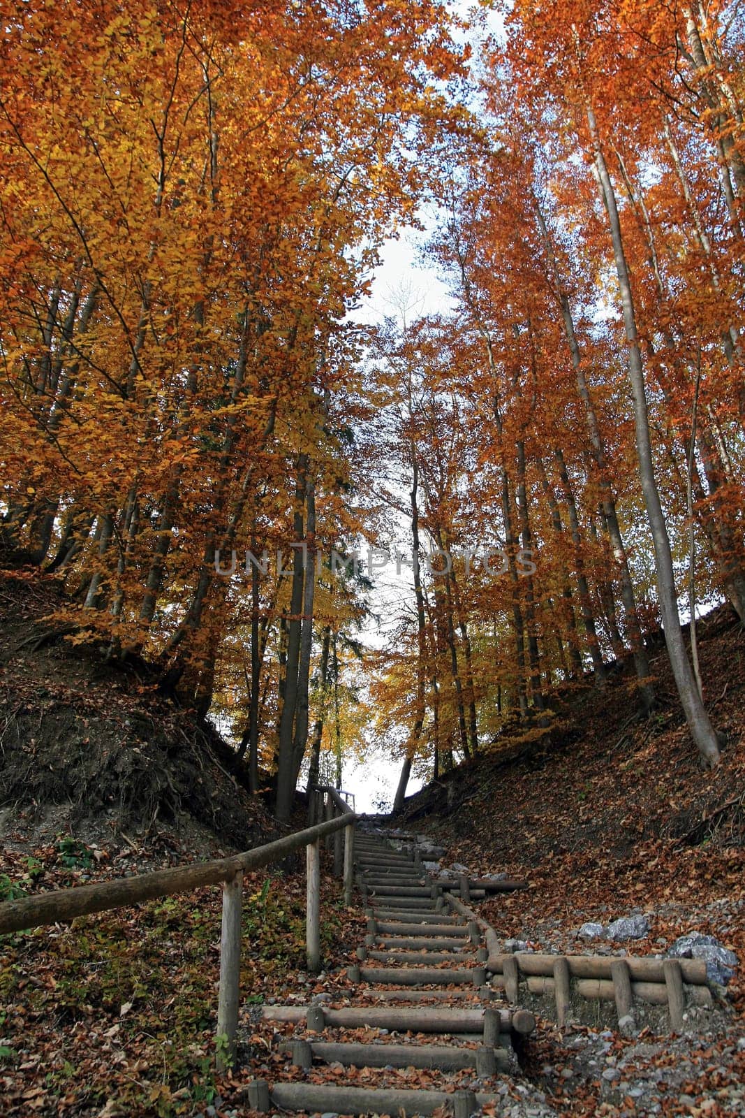 The wooden staircase into autumn