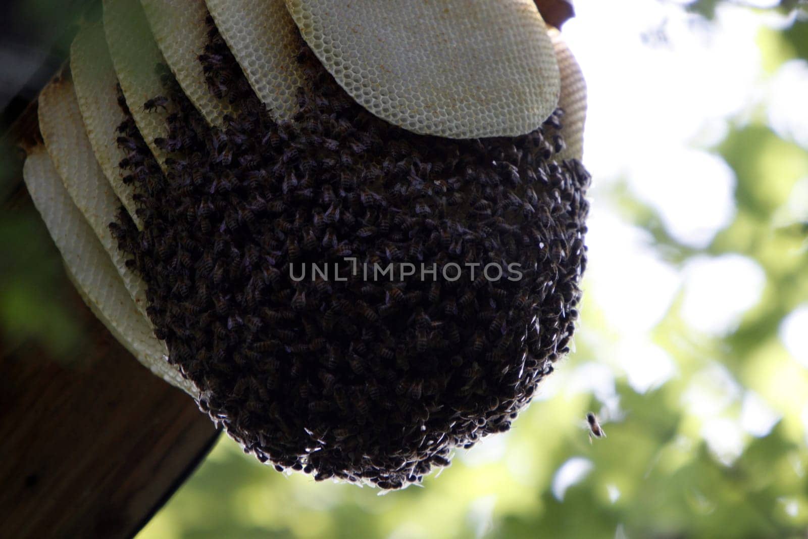 Wild bee swarm
