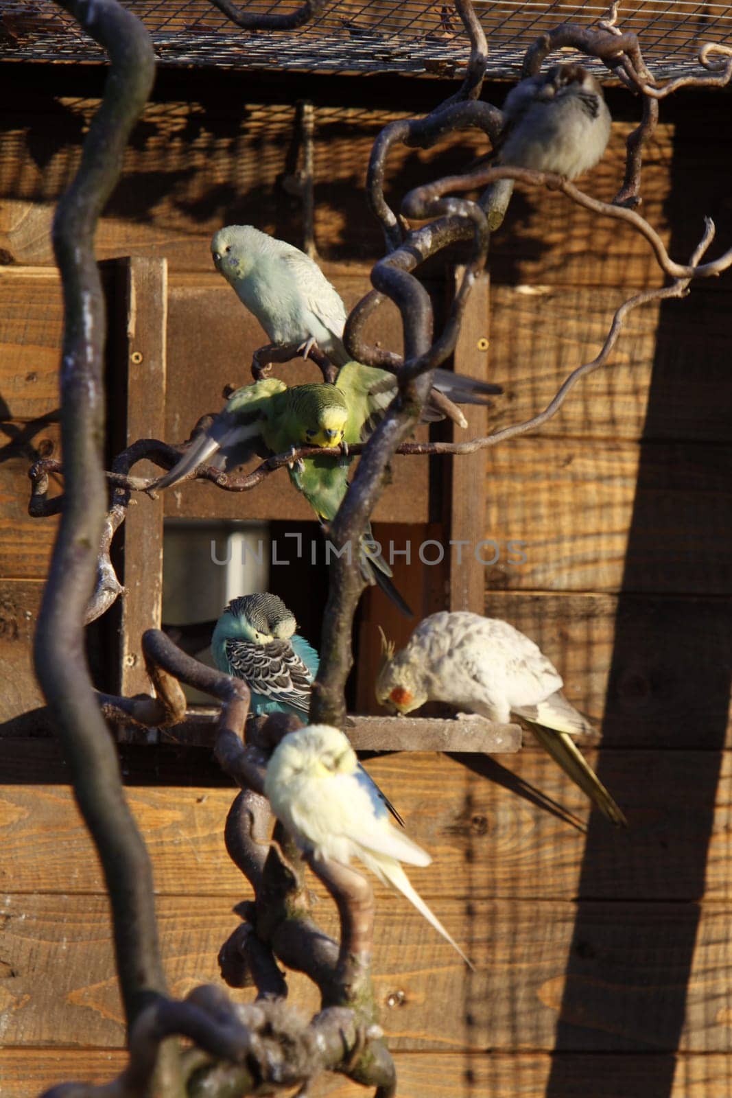 Budgies in a free-flight aviary