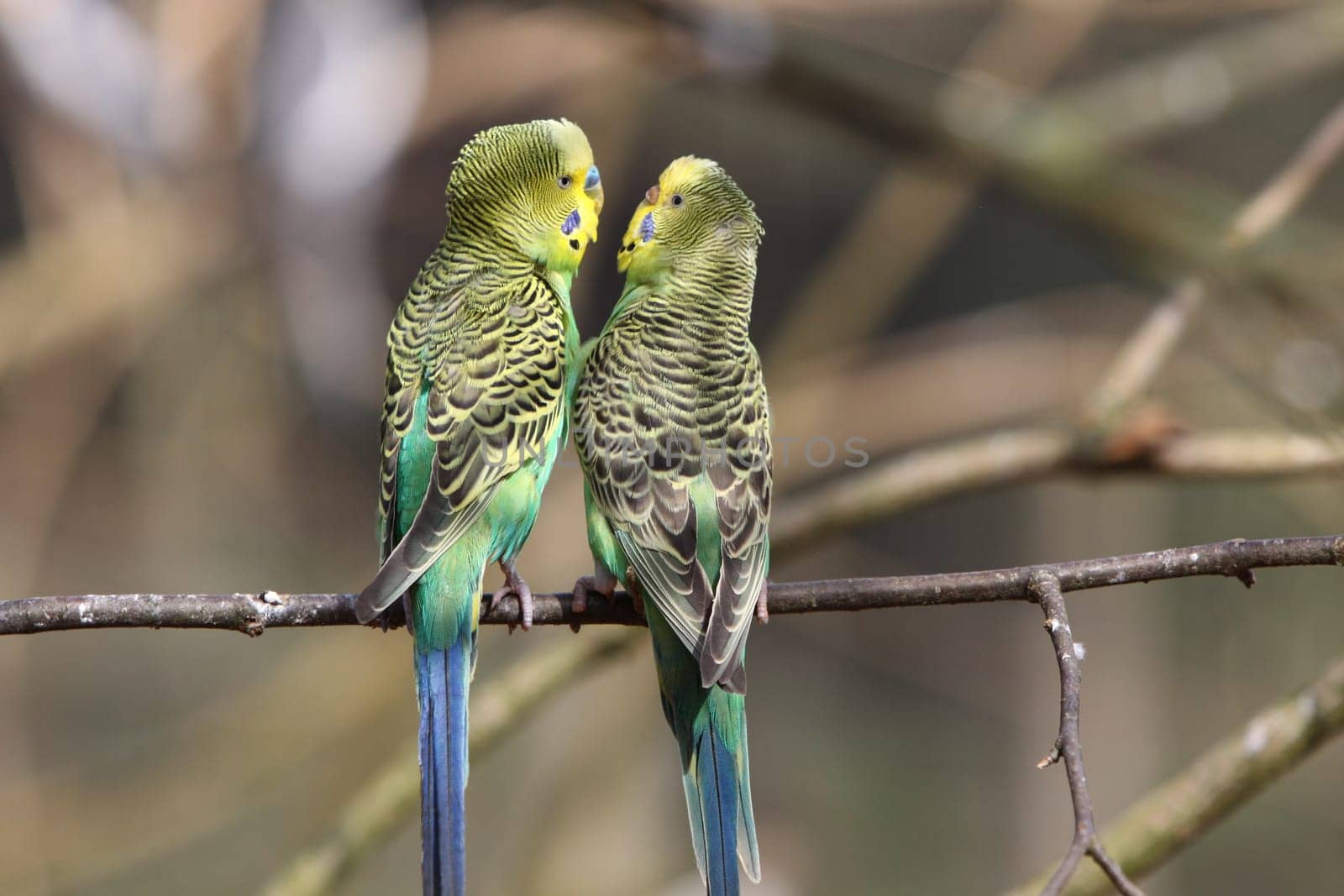 Budgerigar