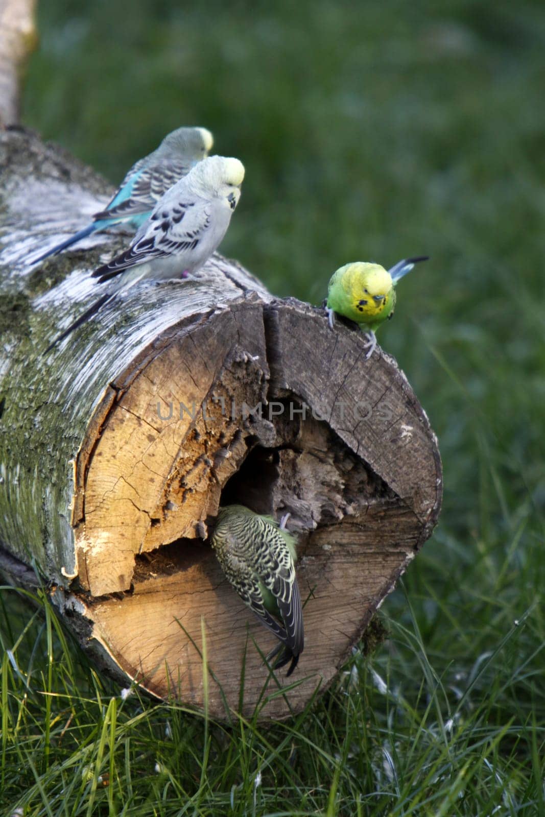 Budgies on a tree trunk with a cave