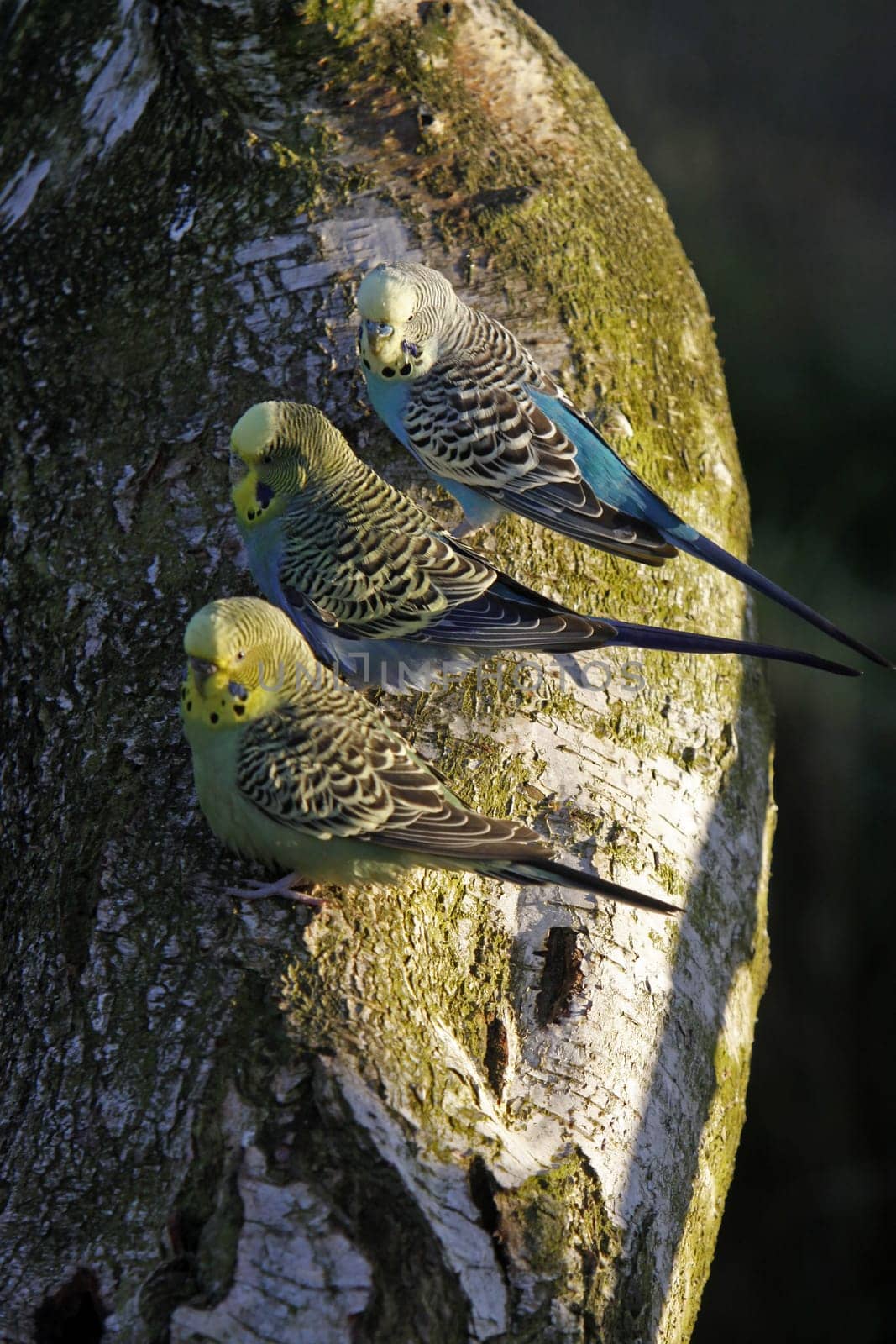Three budgies on a tree trunk