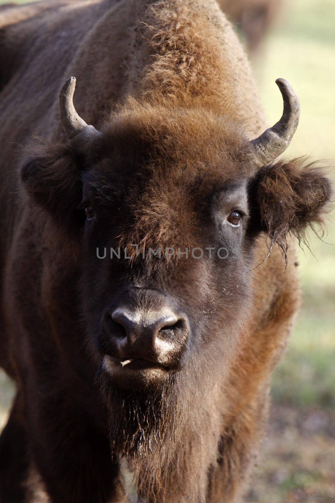 Wisent