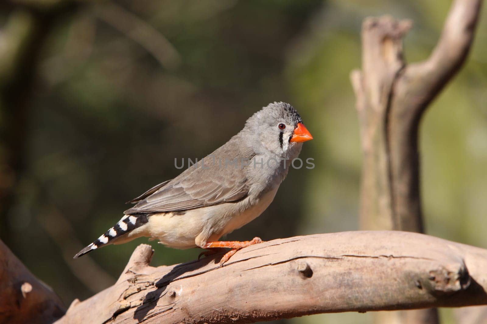 Zebra finch