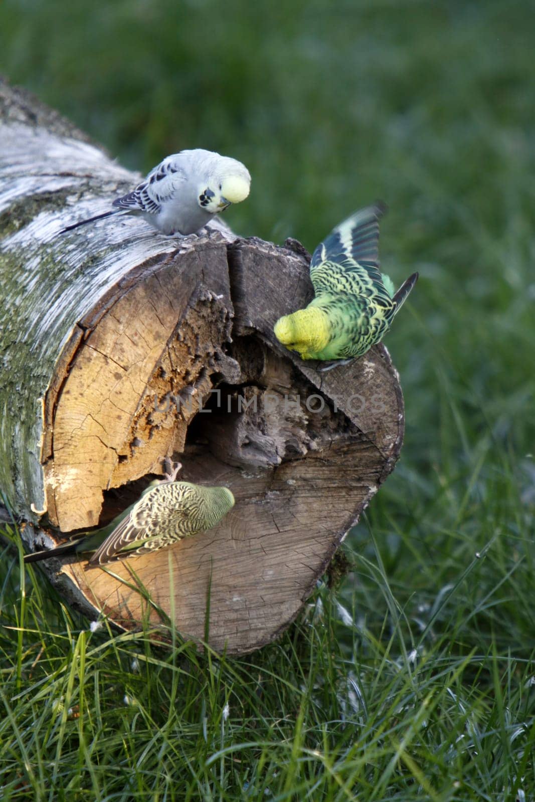 Budgies on a tree trunk with a cave