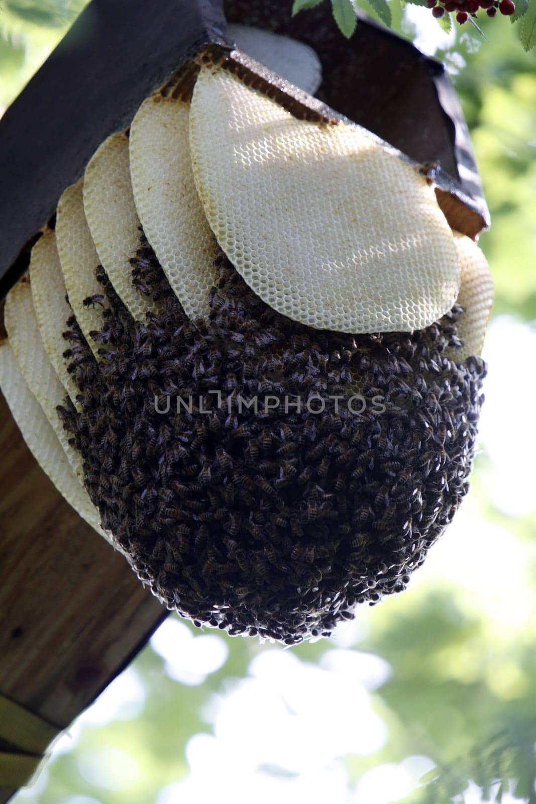 Wild bee swarm