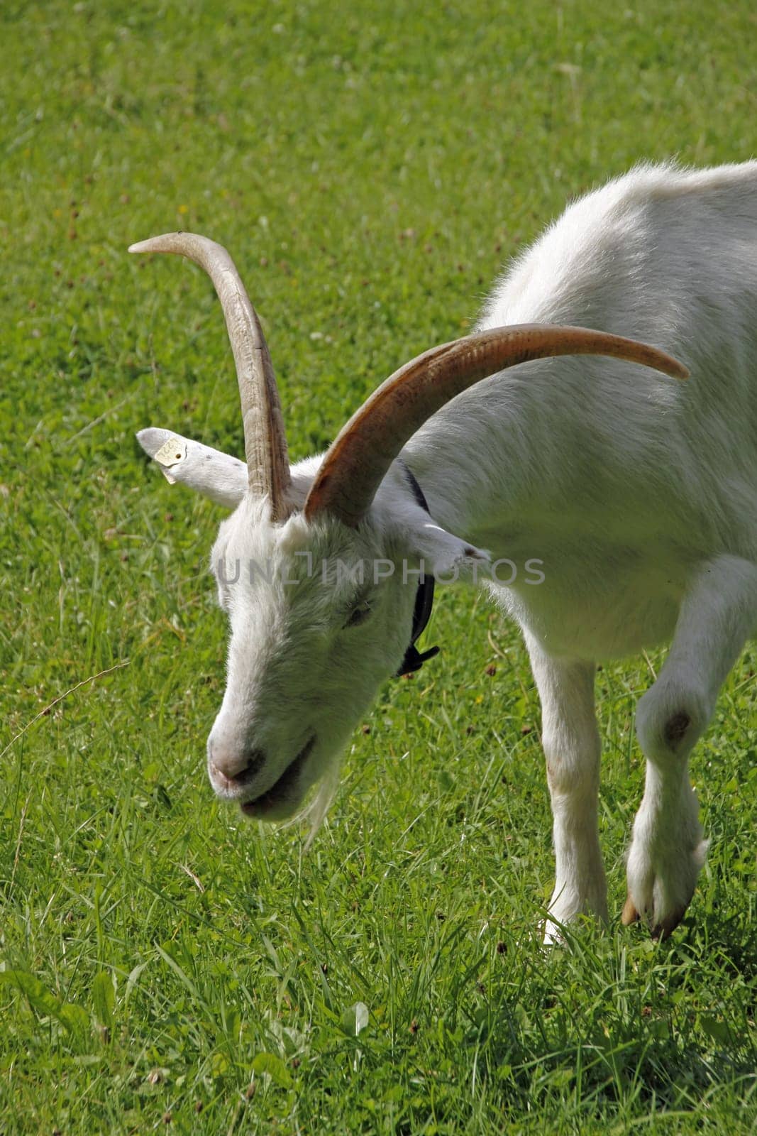White German noble goat