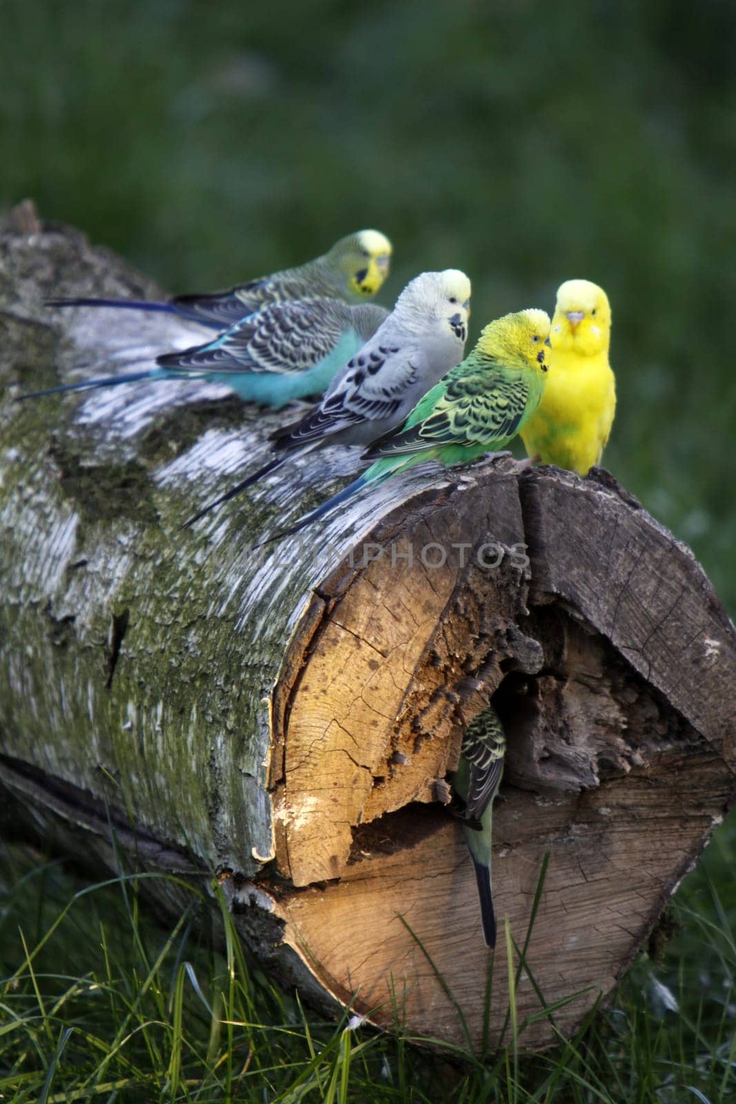 Budgies on a tree trunk with a cave