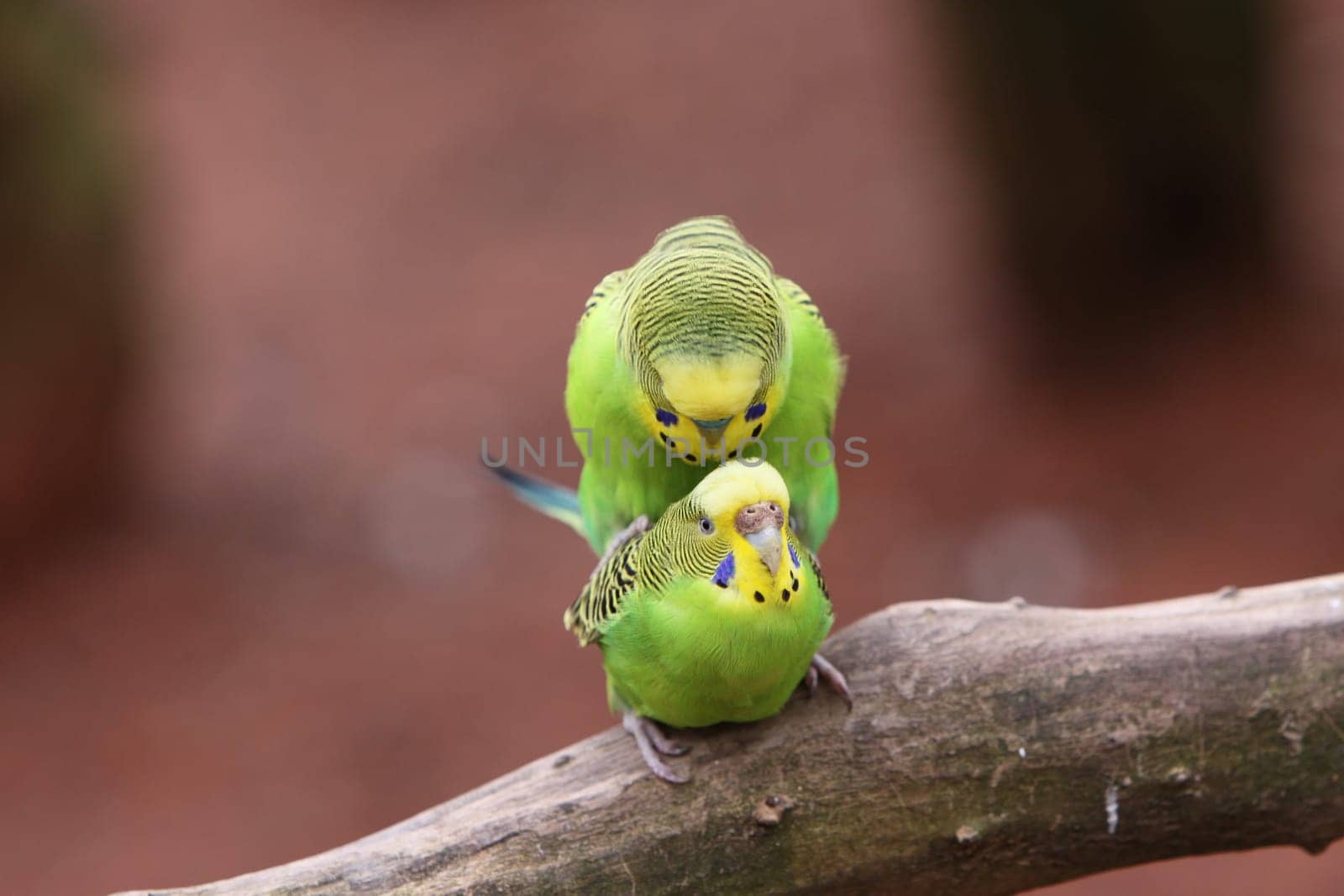 Budgerigar