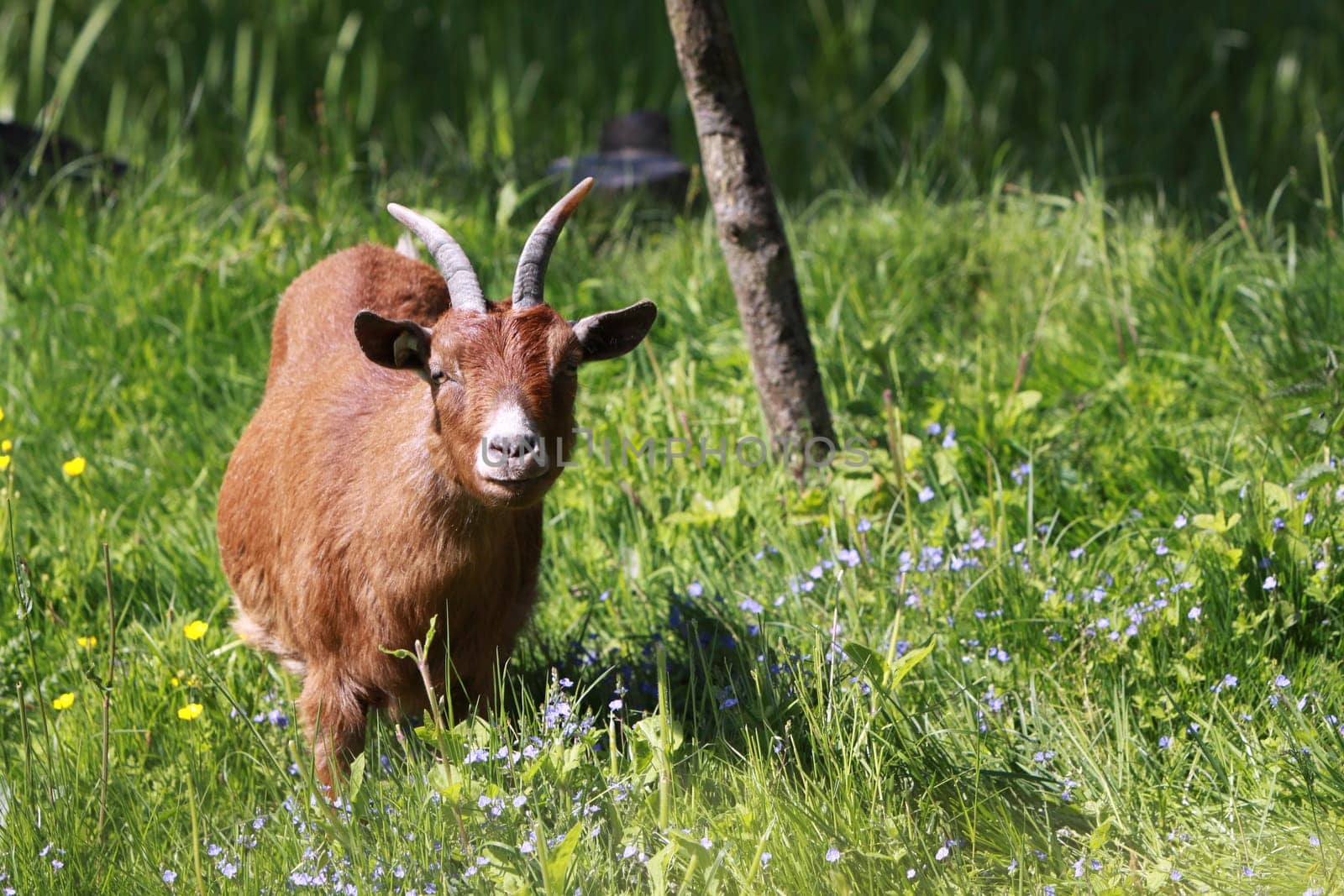 Domestic goat