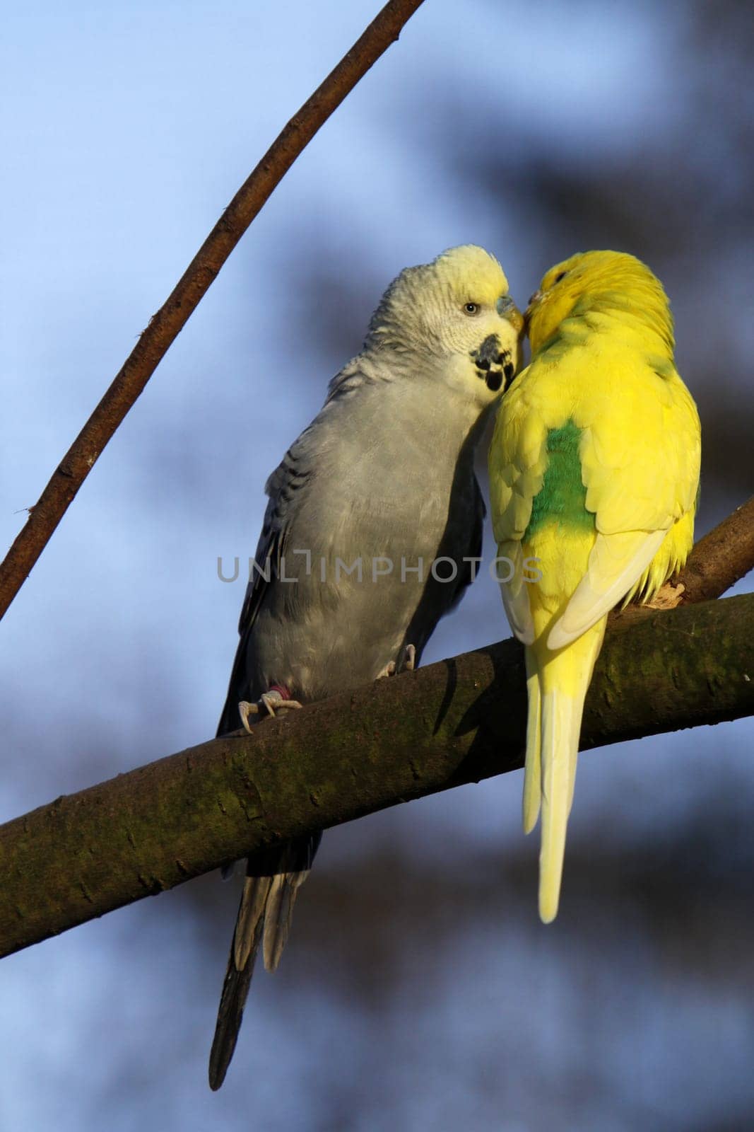 Two cuddling budgies